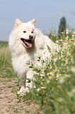 CHIEN FINNOIS DE LAPONIE 485